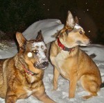 Stormy and Breezy Gary Lezak's famous dogs "Stormy" and "Breezy"